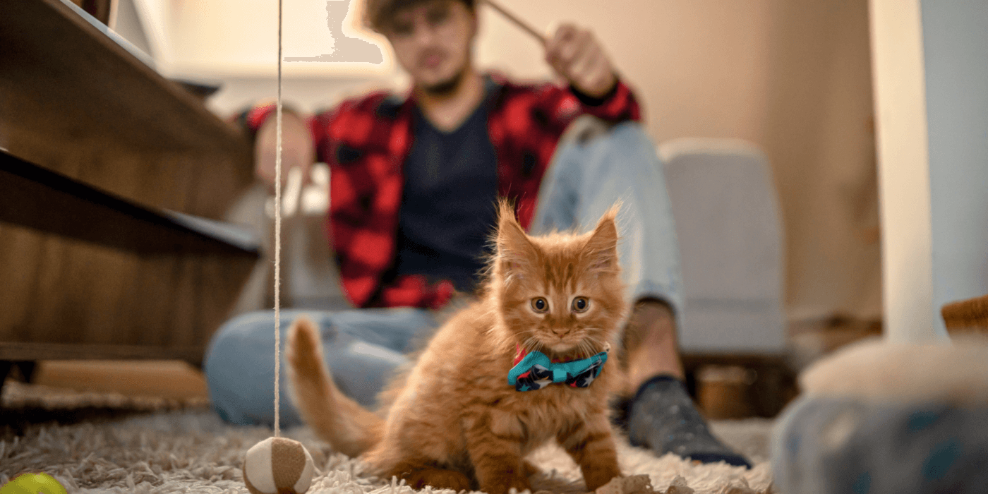 adorable orange kitten in bow tie; benefits of having a pet
