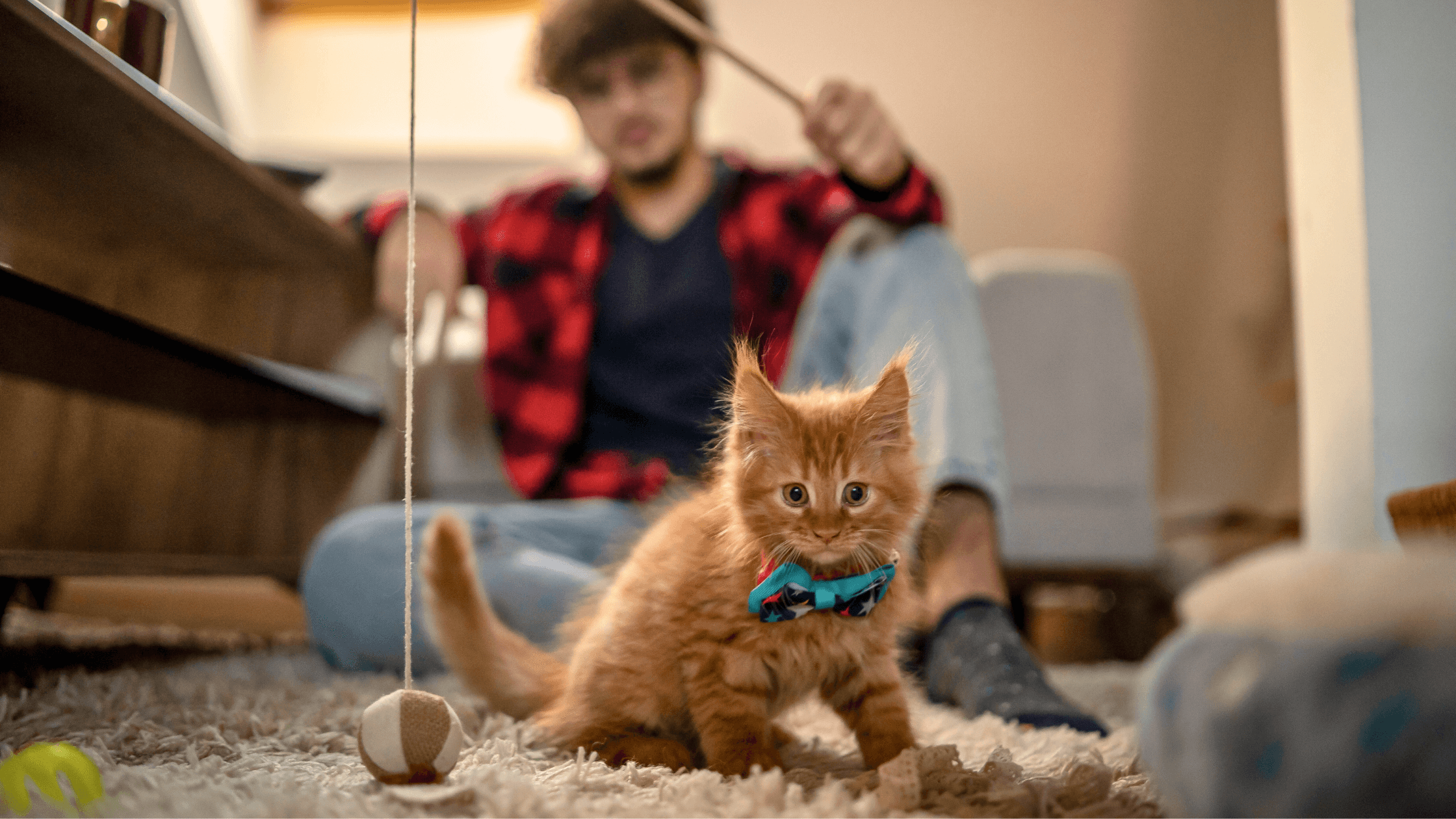 adorable orange kitten in bow tie; benefits of having a pet