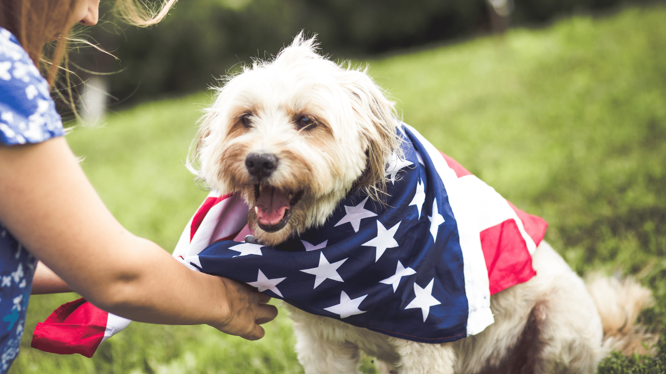 7 Pet Safety Tips for a Safe & Happy 4th of July | Pine Point Animal ...