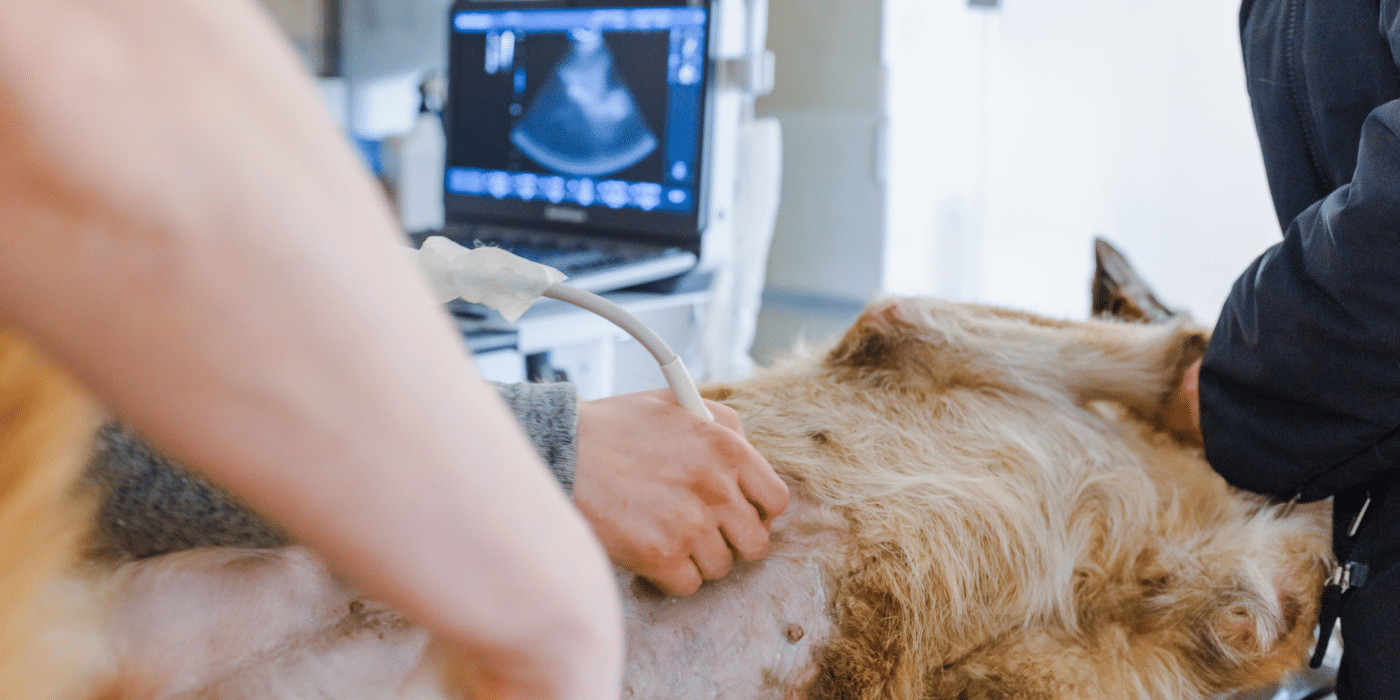 A team performing veterinary diagnostics ultrasound on golden retriever