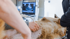 A team performing veterinary diagnostics ultrasound on golden retriever