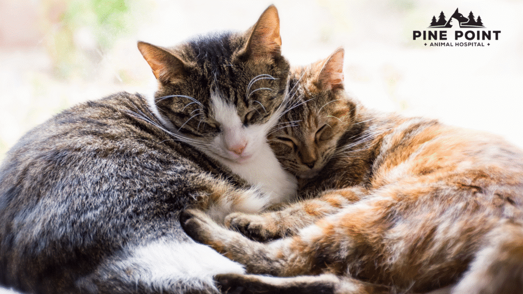 two cats snuggling in a sunny window; common cat diseases