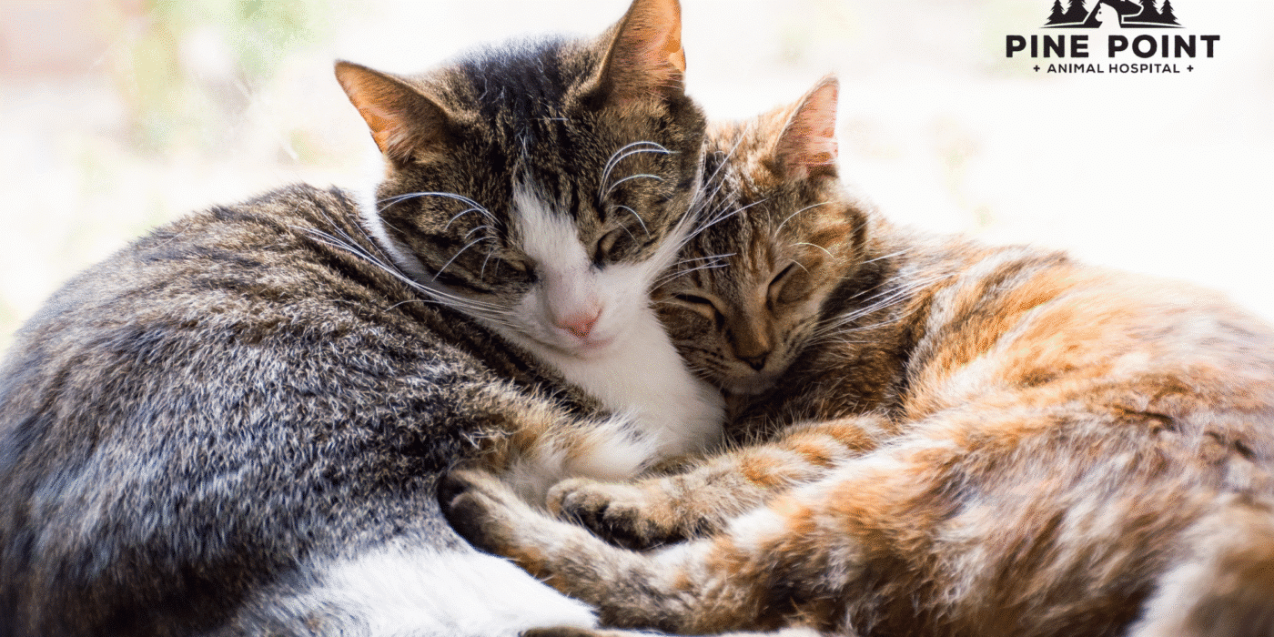 two cats snuggling in a sunny window; common cat diseases