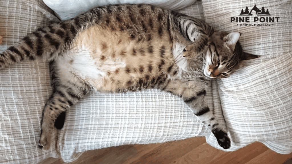 fat striped tabby cat struggling with cat obesity