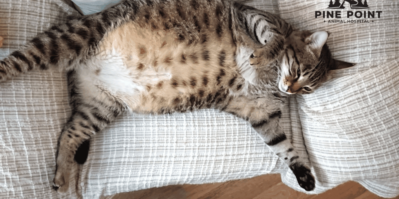 fat striped tabby cat struggling with cat obesity
