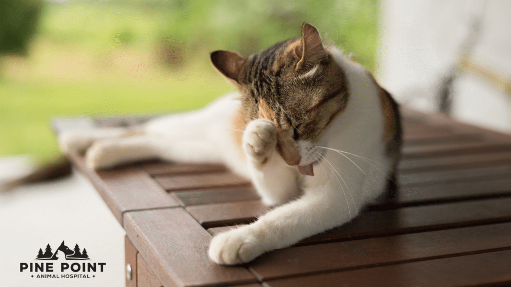 itchy cat needs cat parasite prevention