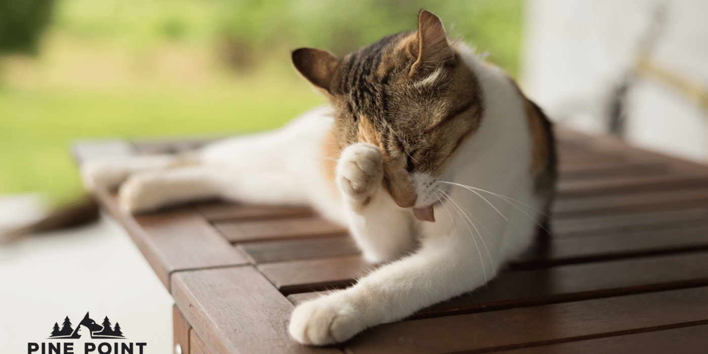 itchy cat needs cat parasite prevention