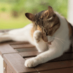 itchy cat needs cat parasite prevention