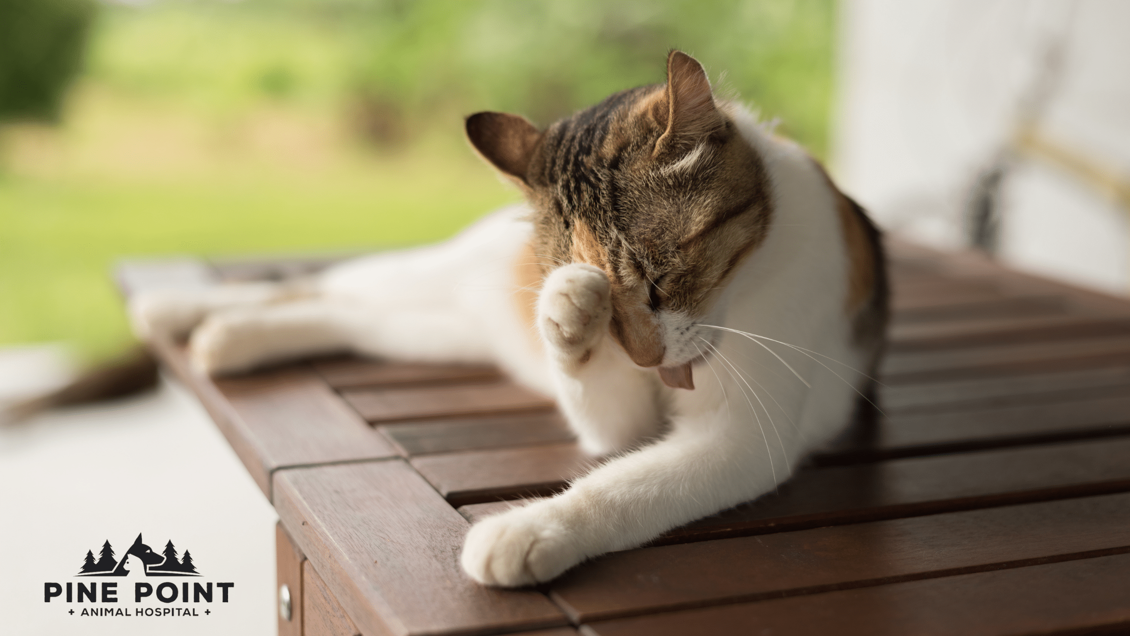 itchy cat needs cat parasite prevention