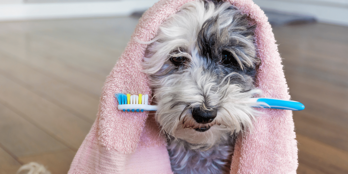 A cute poodle with a toothbrush; dog dental diseases