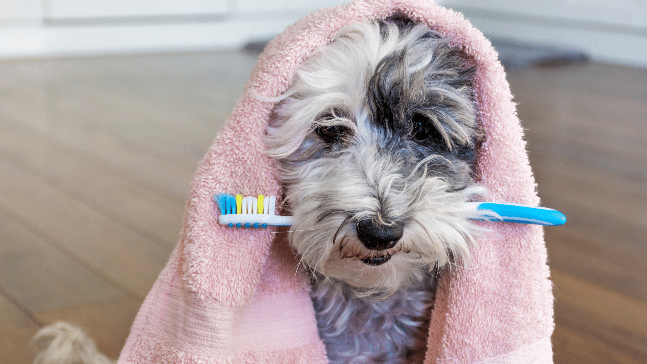 A cute poodle with a toothbrush; dog dental diseases