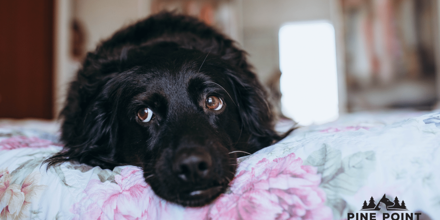 sad dog with diarrhea