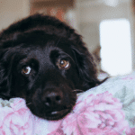 sad dog with diarrhea