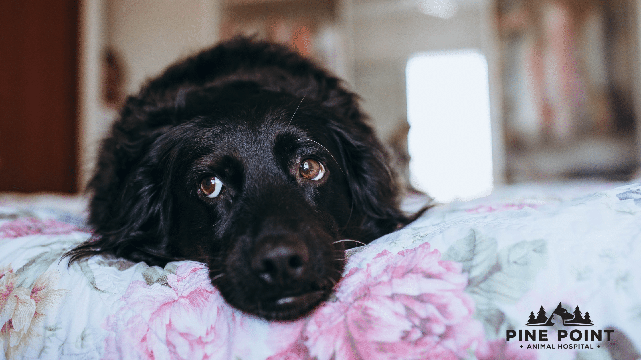 sad dog with diarrhea