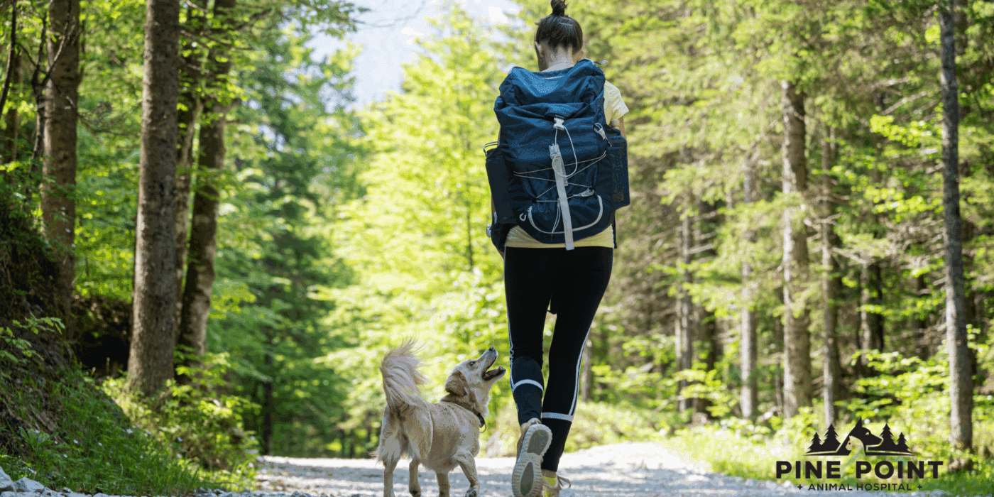 dog enjoying a hike after flea and tick prevention