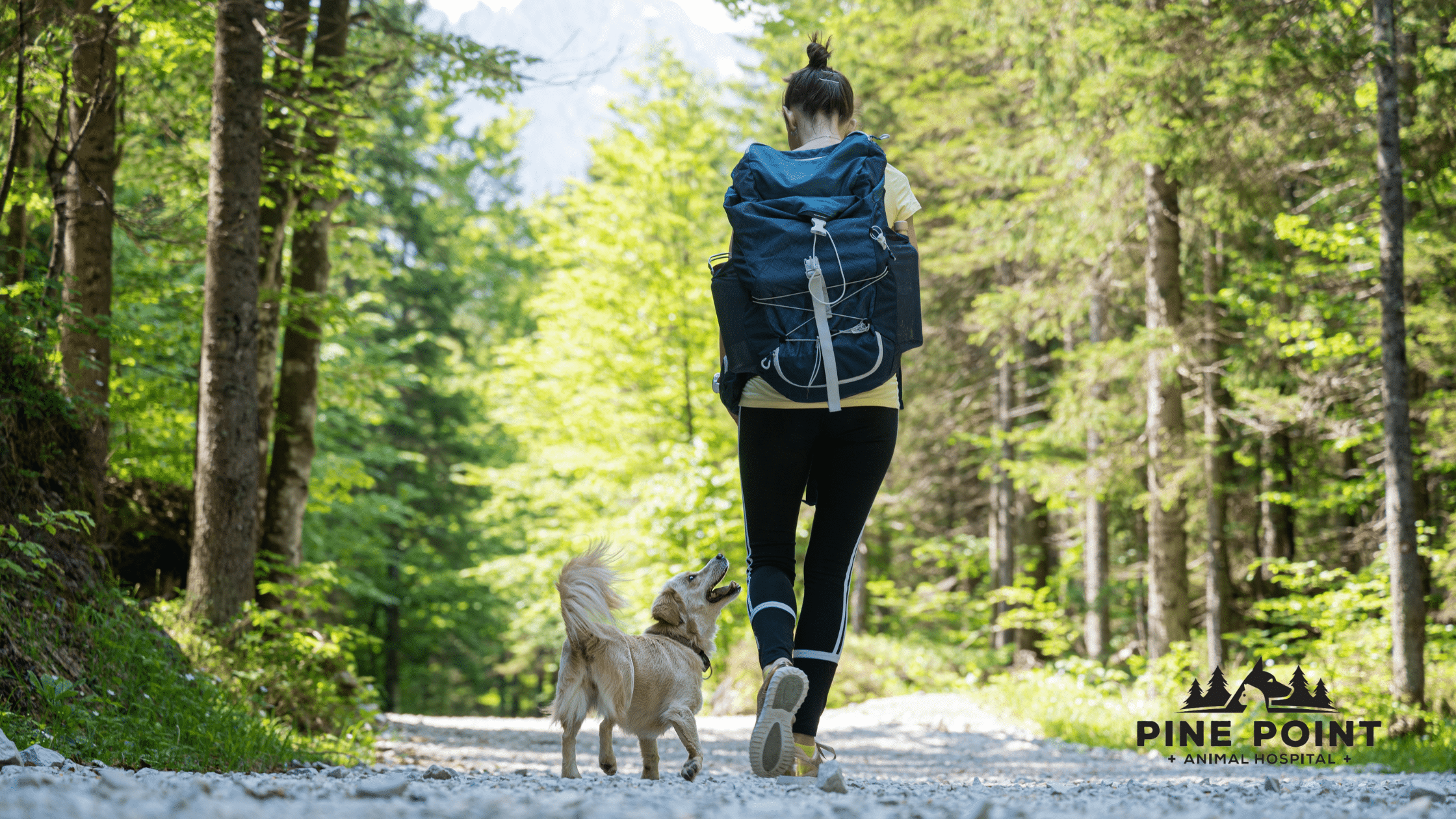 dog enjoying a hike after flea and tick prevention