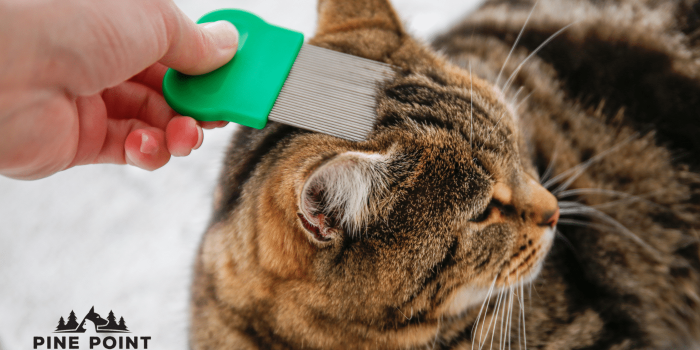 cat needs flea control