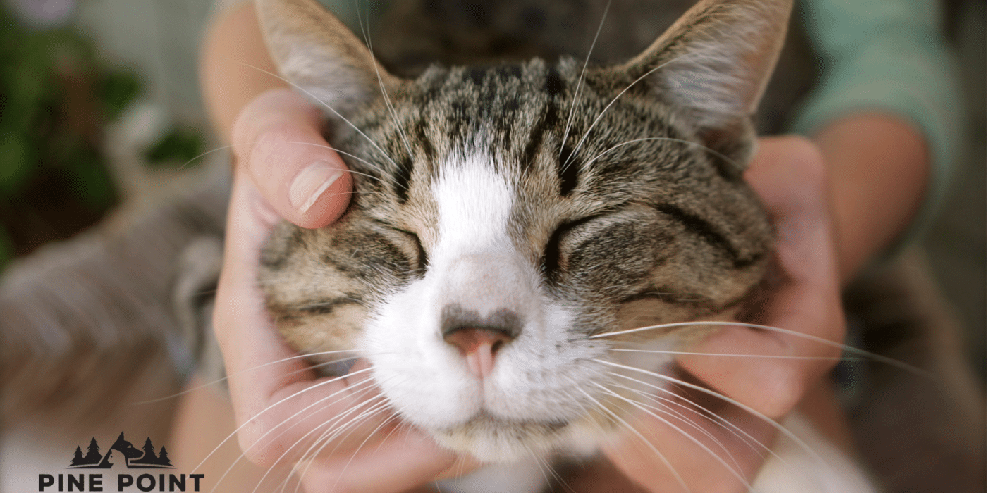 happy cat getting chin scratches; cat care tips