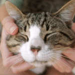 happy cat getting chin scratches; cat care tips