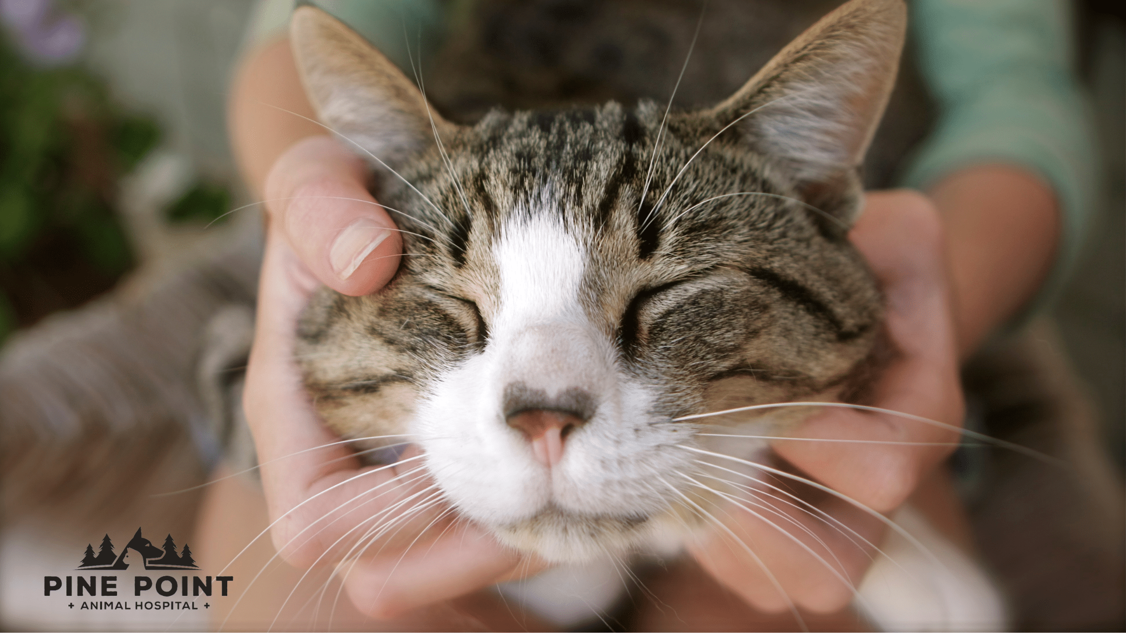 happy cat getting chin scratches; cat care tips