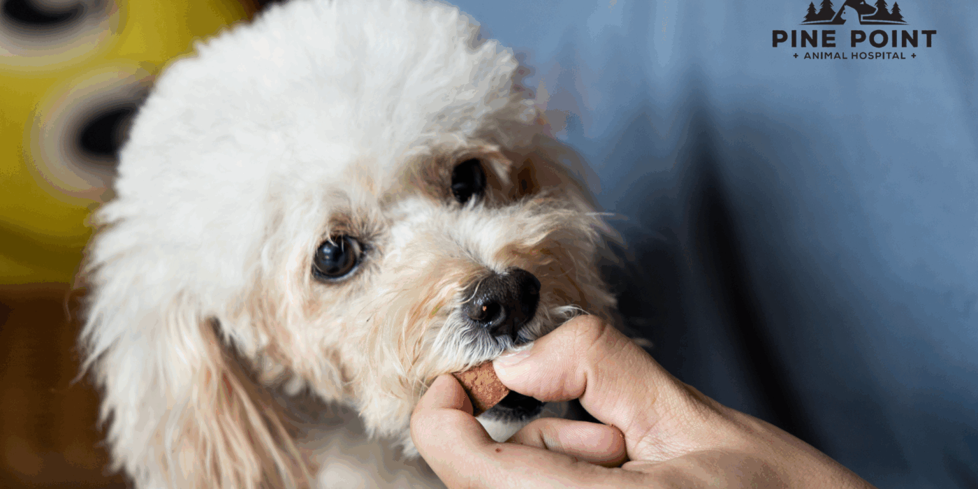 white dog eating heartworm prevention medication