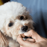 white dog eating heartworm prevention medication