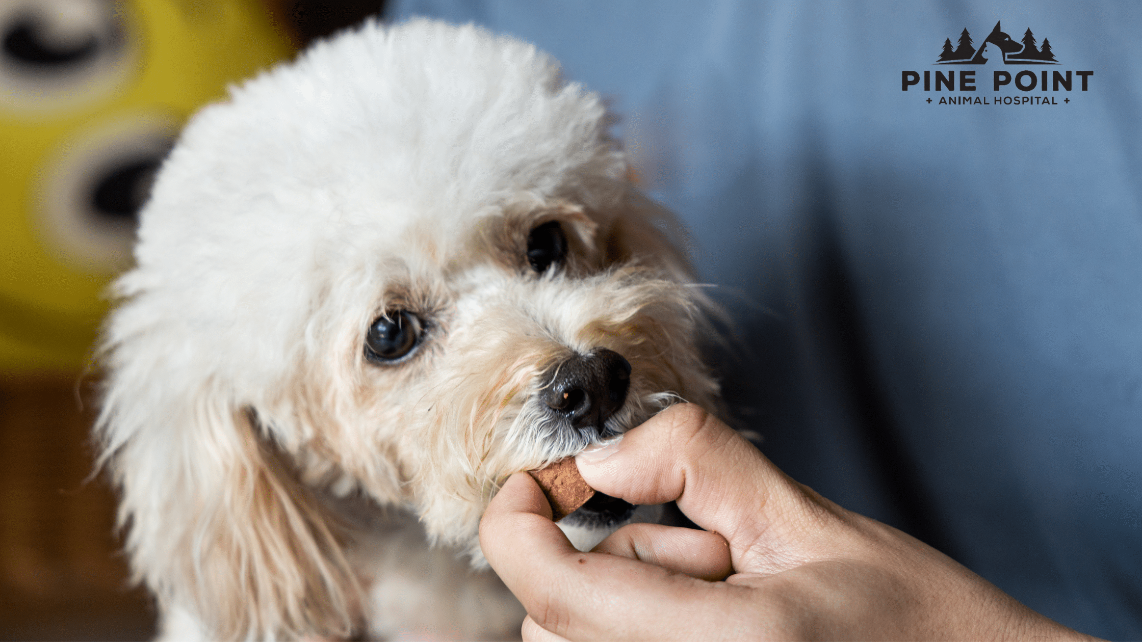white dog eating heartworm prevention medication