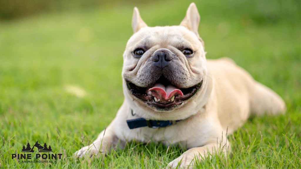 French bulldog panting in grass; hot weather pet safety tips