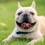 French bulldog panting in grass; hot weather pet safety tips