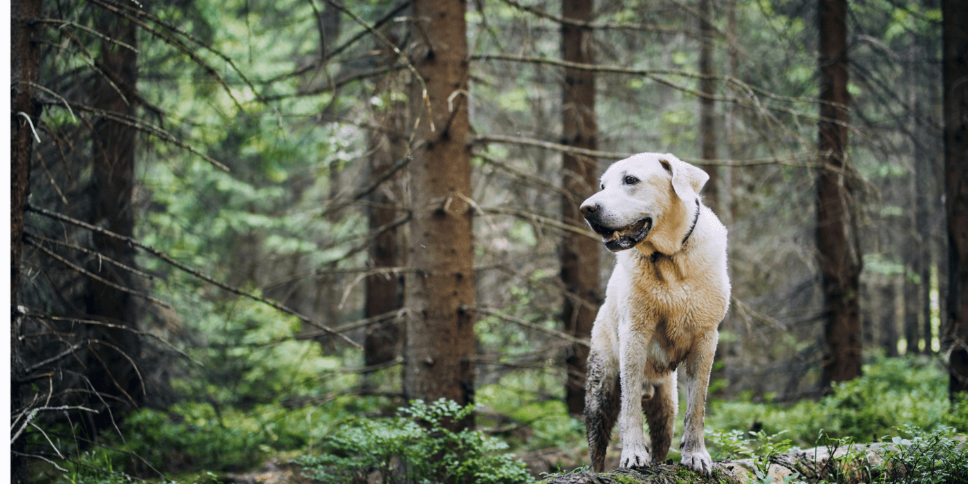 yellow lab in forest; local vet clinic patient