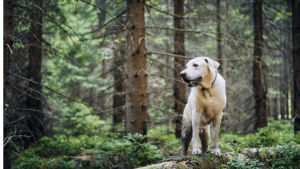 yellow lab in forest; local vet clinic patient