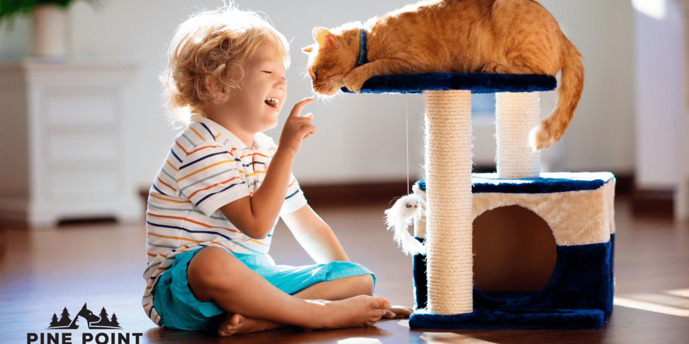 toddler and orange cat play; bring home new pet