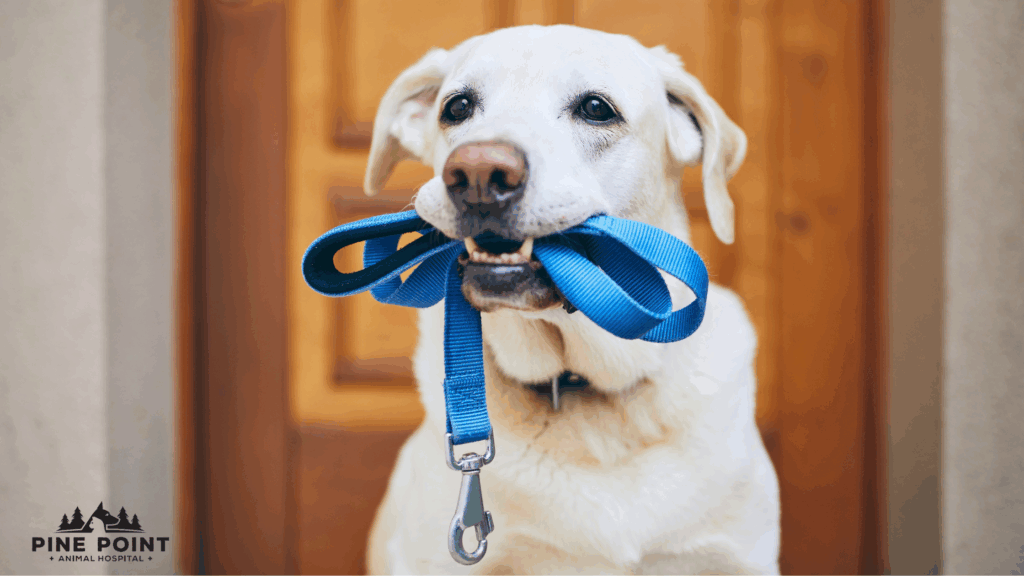 dog holding blue leash and looking at the camera expectantly; healthy pets