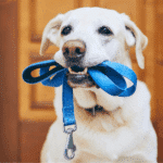 dog holding blue leash and looking at the camera expectantly; healthy pets