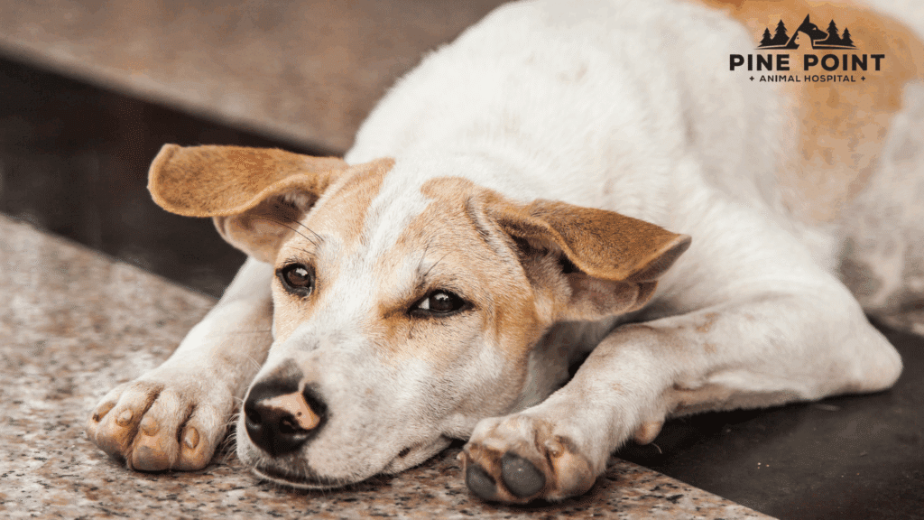 dog with pancreatitis