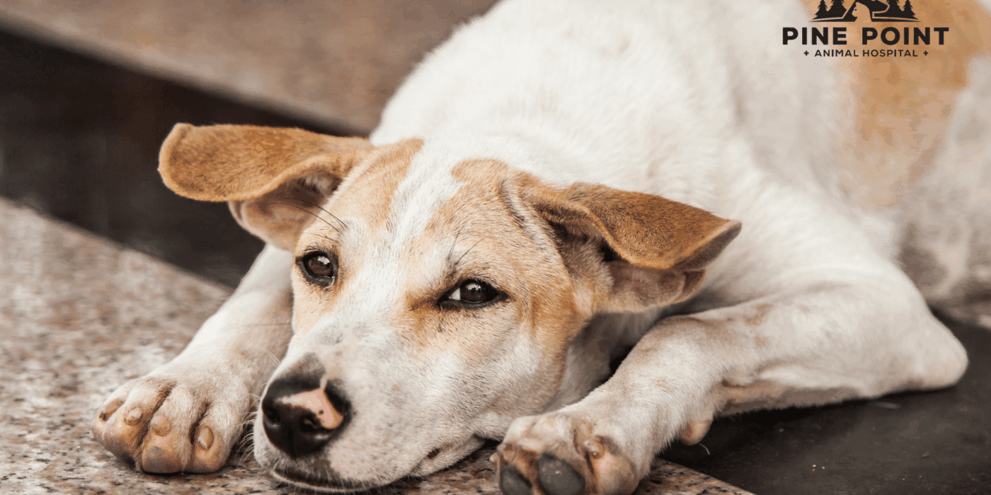 dog with pancreatitis