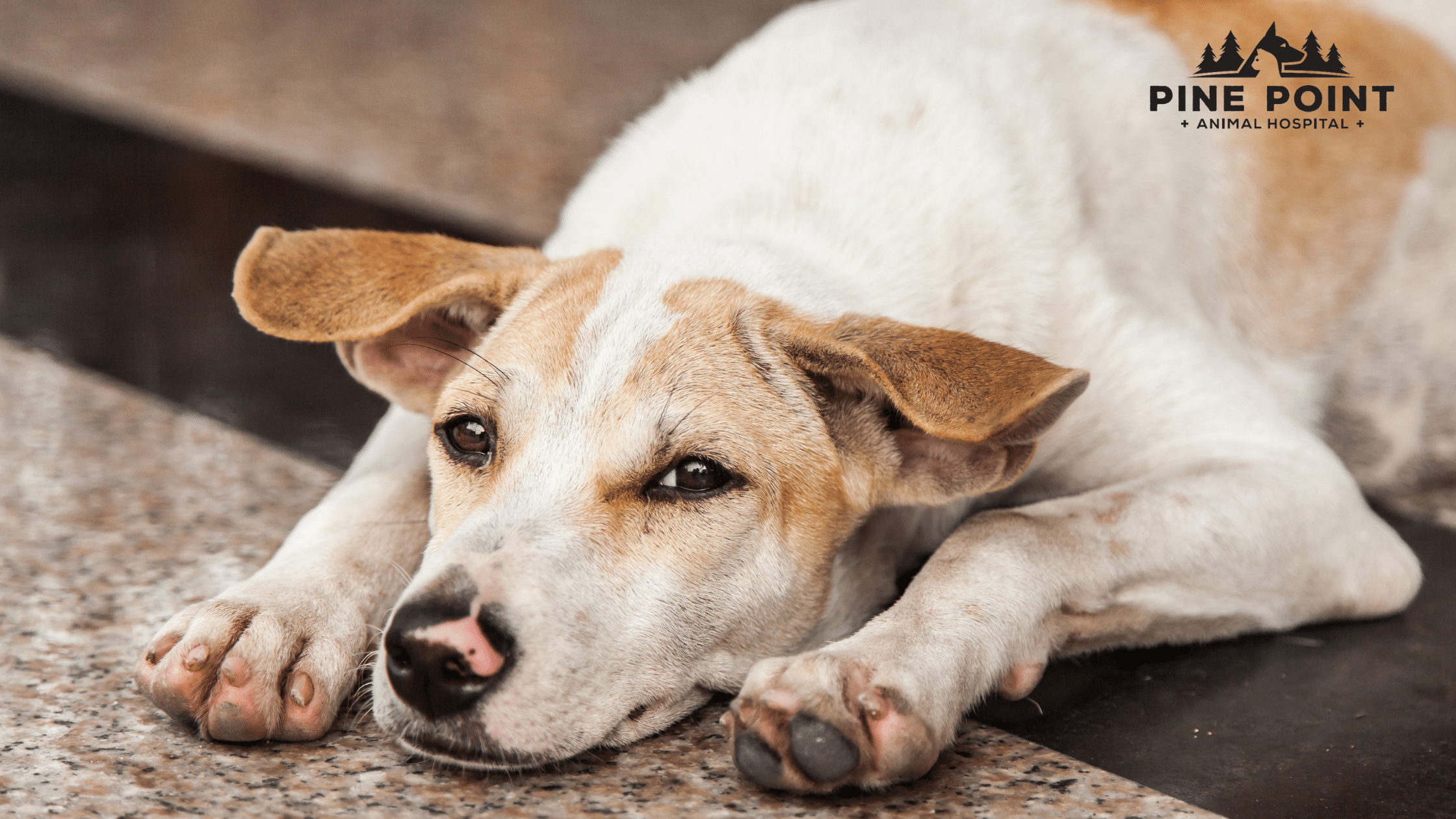 dog with pancreatitis