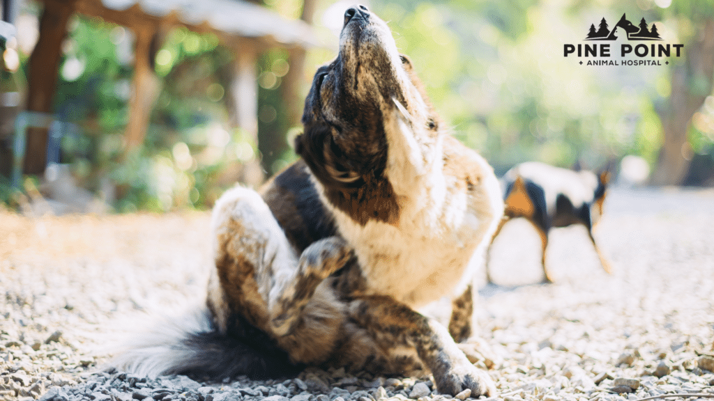Dog scratching on a sunny forest trail; pet has allergies