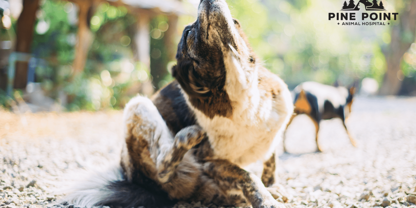 Dog scratching on a sunny forest trail; pet has allergies