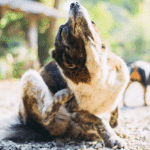 Dog scratching on a sunny forest trail; pet has allergies