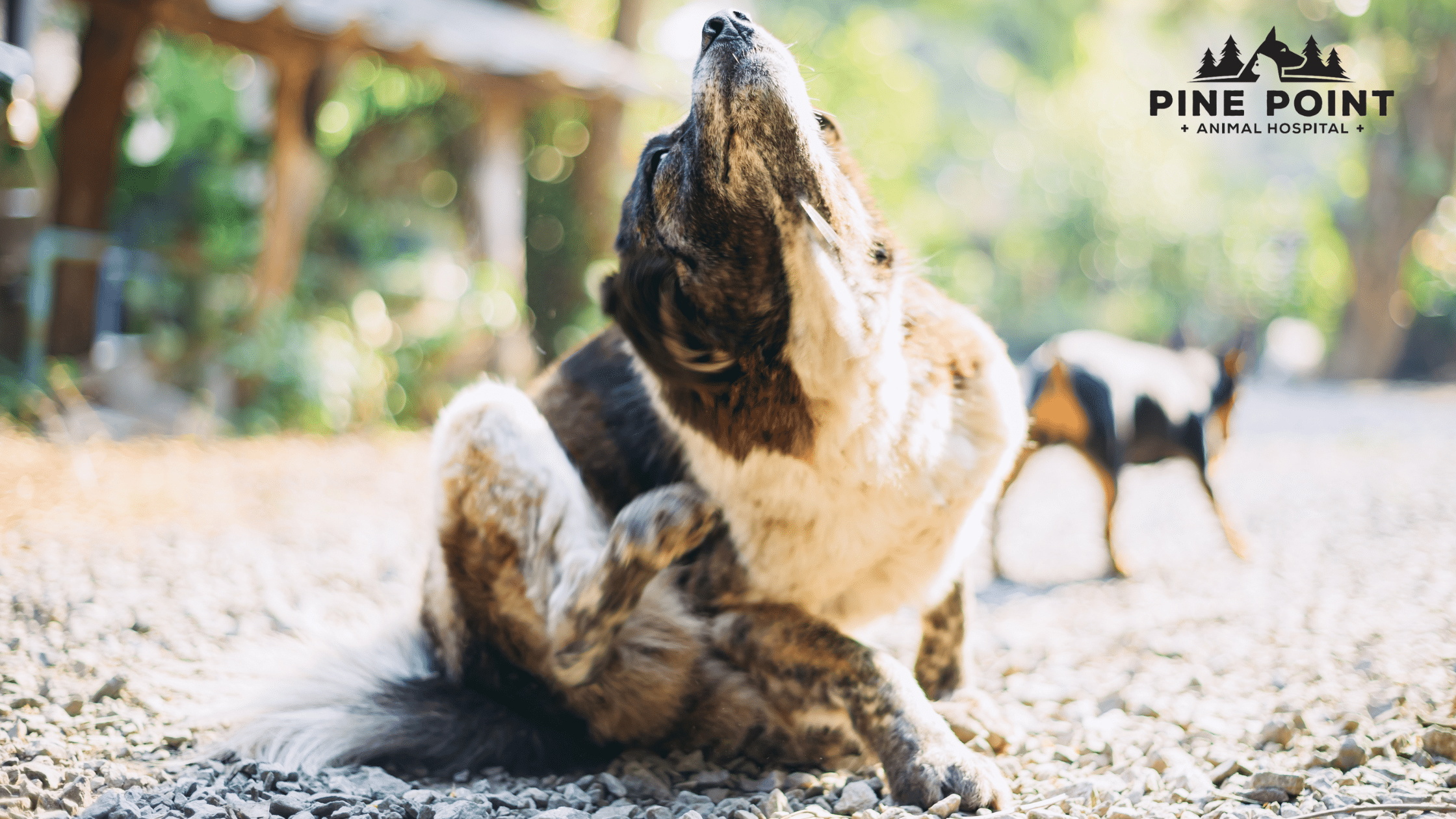 Dog scratching on a sunny forest trail; pet has allergies