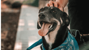 smiling dog in bandana; pet care essentials