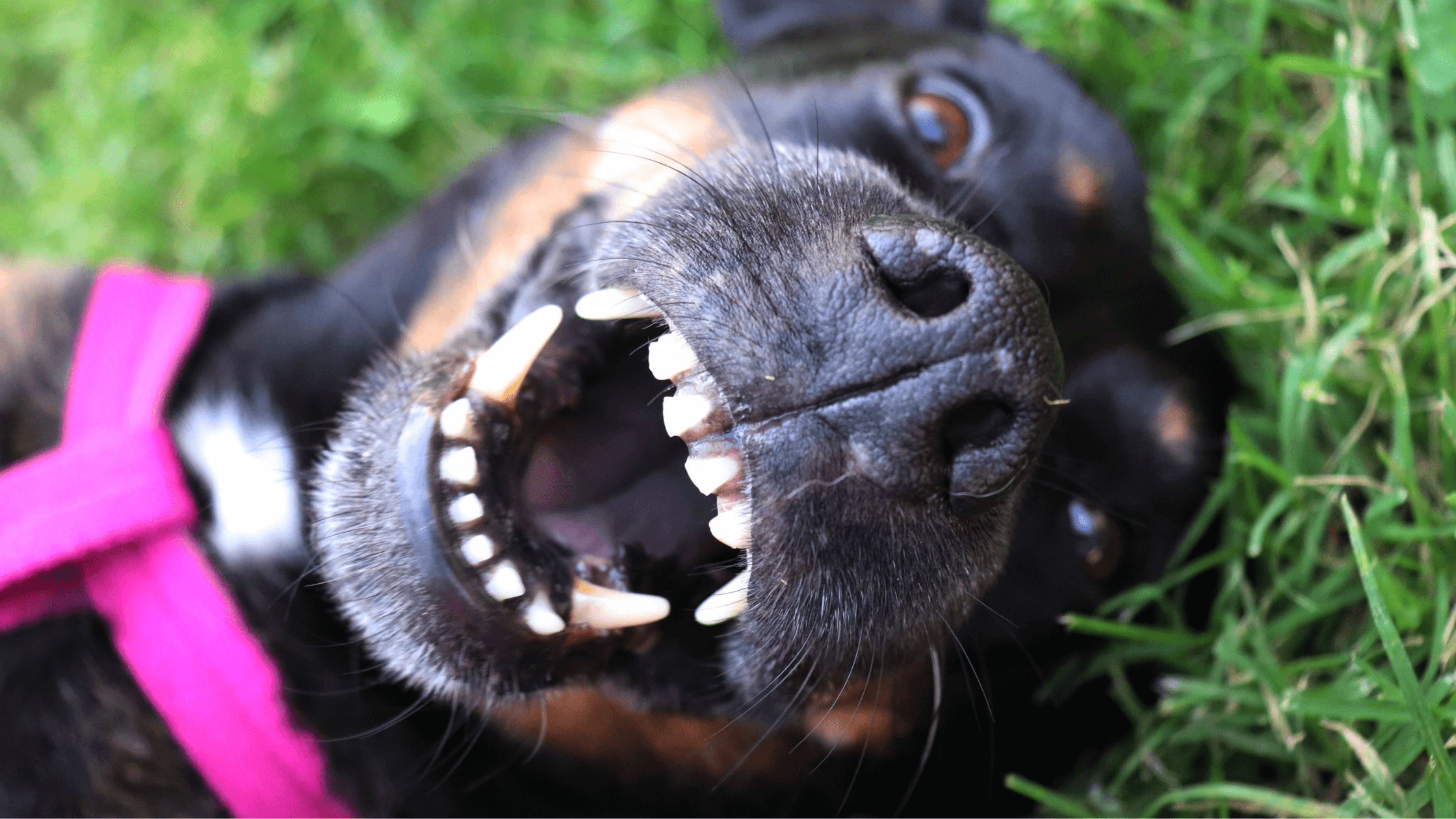 pet dental care faq; smiling dog in grass