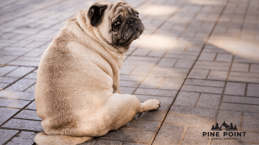 pug looking over its shoulder at the camera; pet obesity