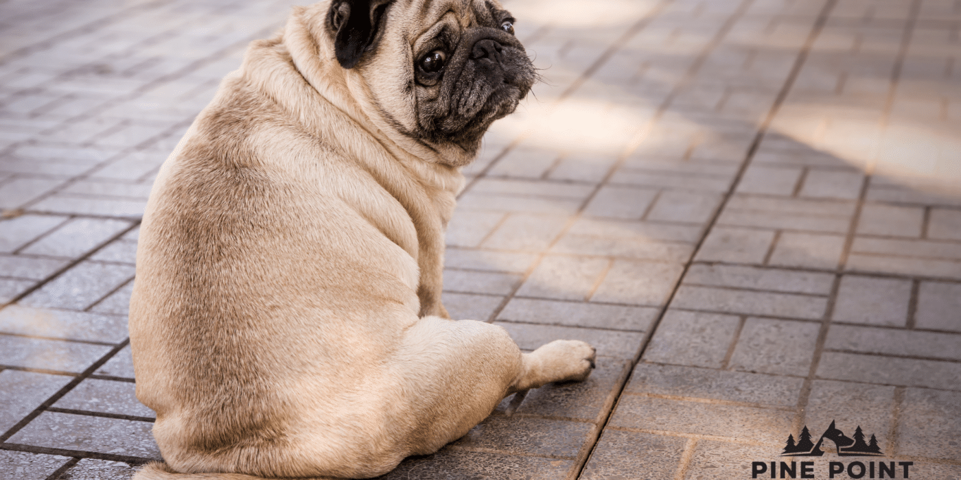 pug looking over its shoulder at the camera; pet obesity
