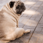 pug looking over its shoulder at the camera; pet obesity