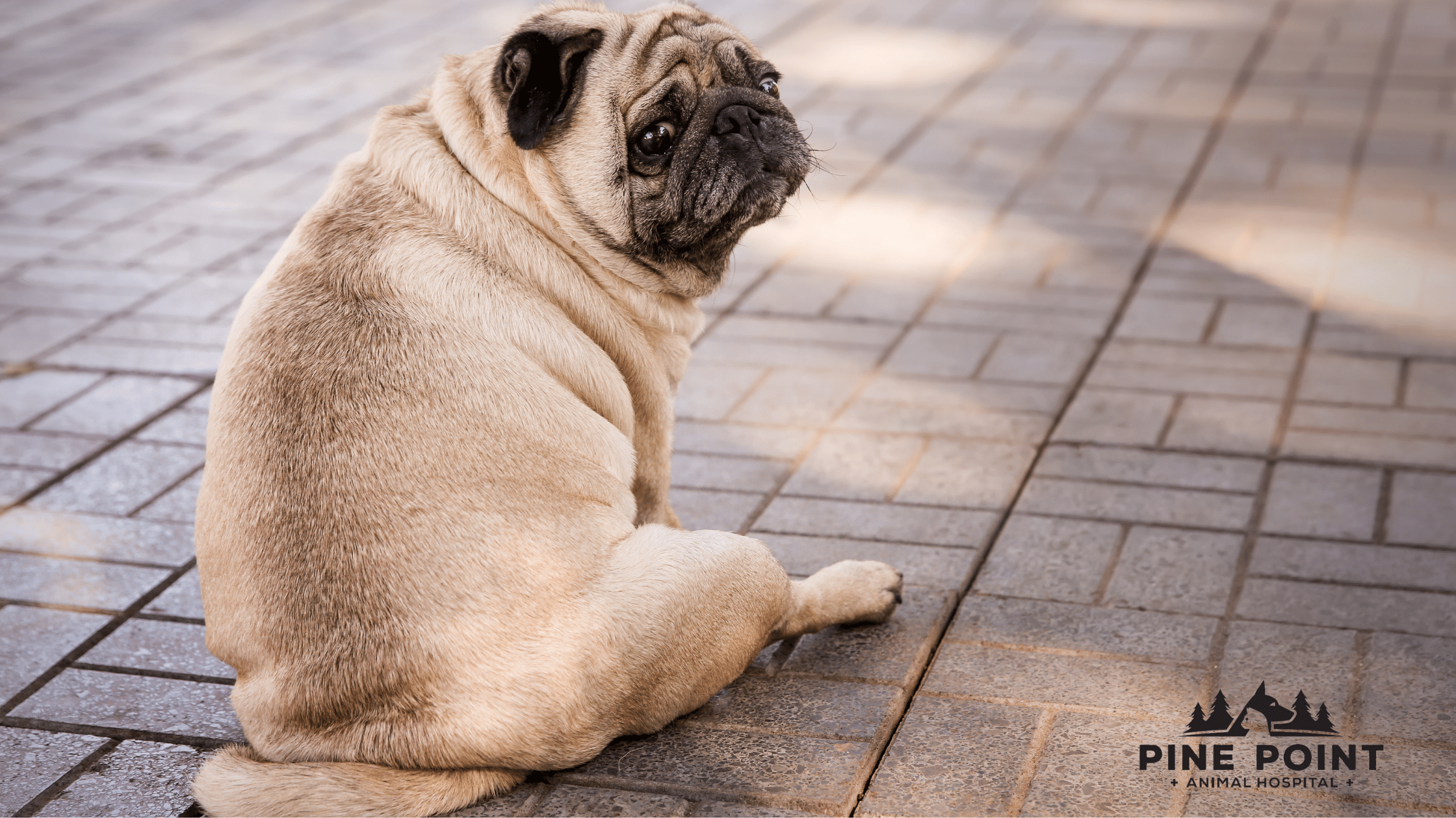 pug looking over its shoulder at the camera; pet obesity