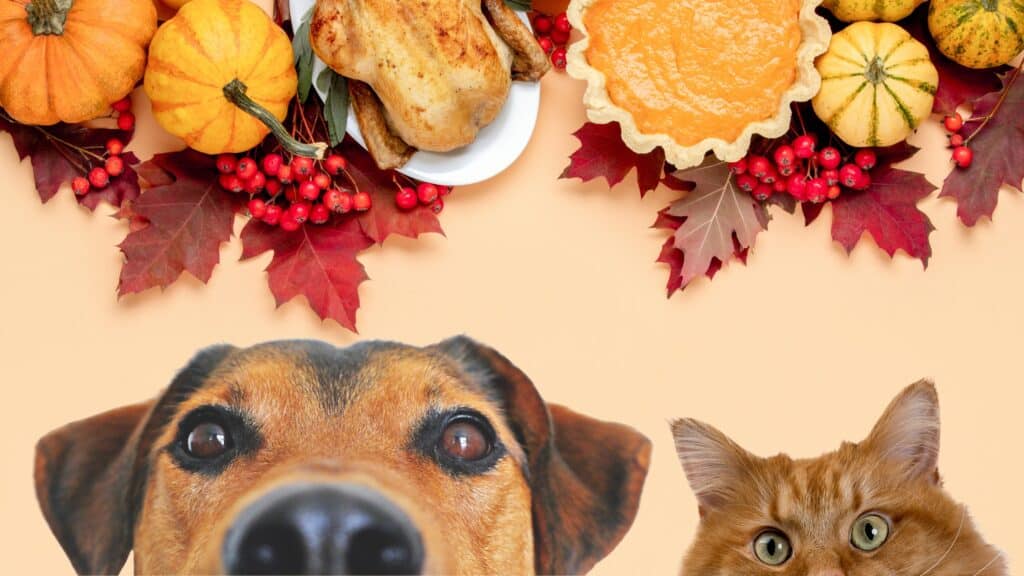 dog and cat looking at pet-safe holiday foods
