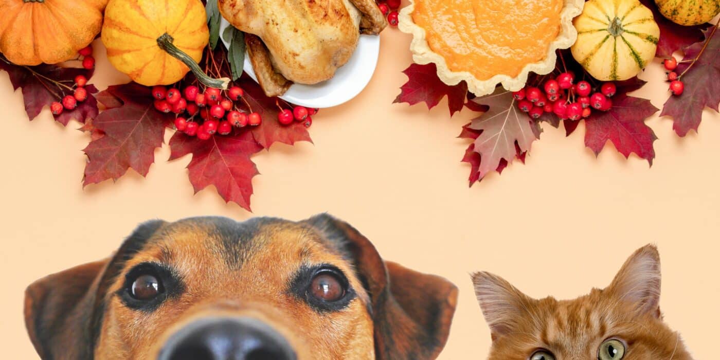 dog and cat looking at pet-safe holiday foods