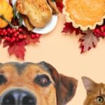 dog and cat looking at pet-safe holiday foods